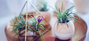 plant-nursery-22